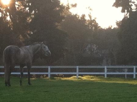 Pickel enjoying grass...